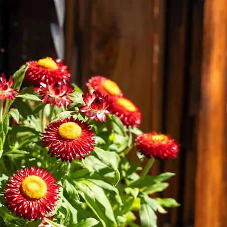 Eagga-niederleger Alm Alpbach